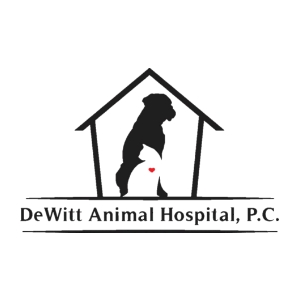 Veterinary Jobs - Vet Jobs - Veterinarian Jobs - DVM Jobs - Veterinary Surgeon Jobs - Veterinary Nurse Jobs - Vet Nurse Jobs - Veterinary Technician Jobs - Vet Tech Jobs - Veterinary Medicine Jobs - Veterinary Surgery Jobs - Vet Life