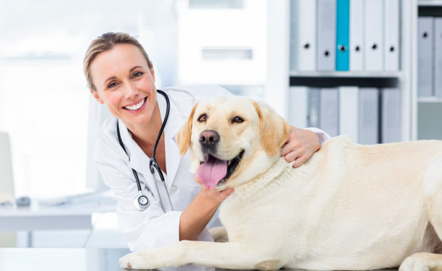 Veterinary Jobs - Veterinarian Jobs - Vet Jobs - Veterinary Technician Jobs - Vet Tech Jobs - Veterinary Nurse Jobs - Vet Nurse Jobs